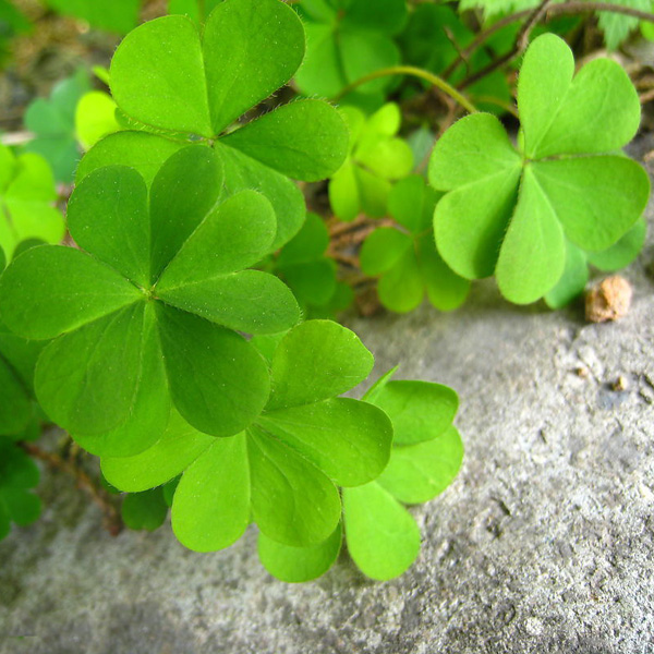 15 Things That Are Considered Lucky Across Different Cultures