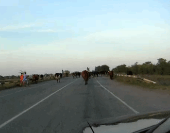 Image result for cows on the road gif