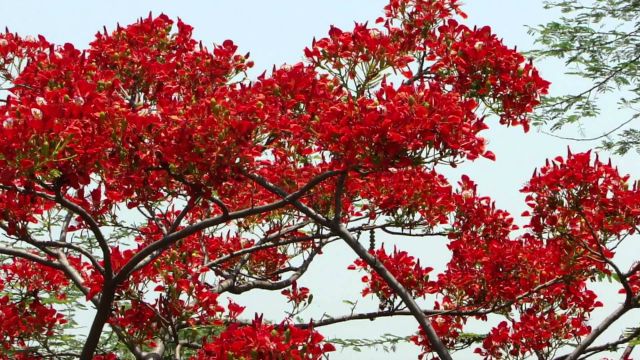 Gulmohar tree