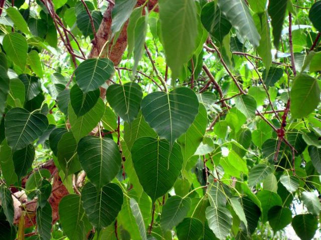 Peepal tree