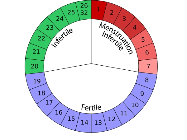 Charting Your Fertility Cycle | Healthy Living - Indiatimes.com