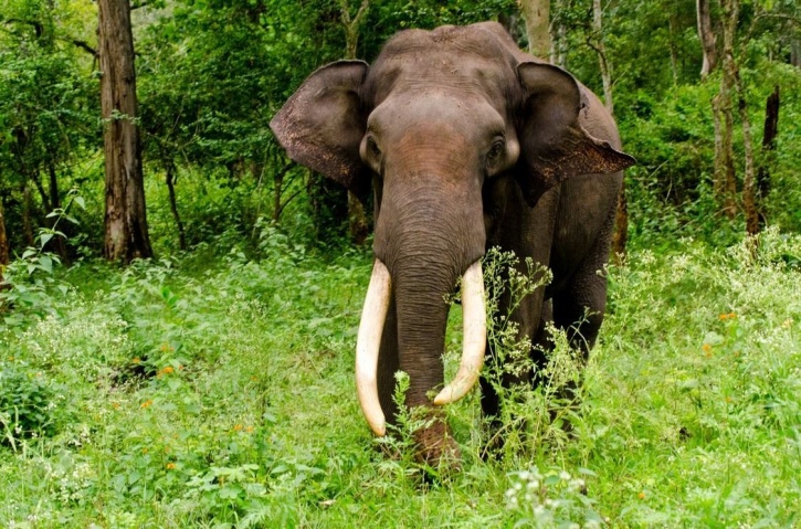 Elephants On The Path To Extinction As India Sees A Rise In Illegal