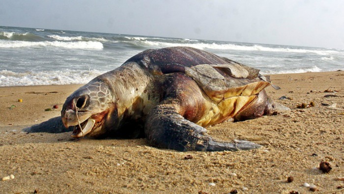 As More And More Dead Sea Animals Wash Ashore, We Look At Possible ...