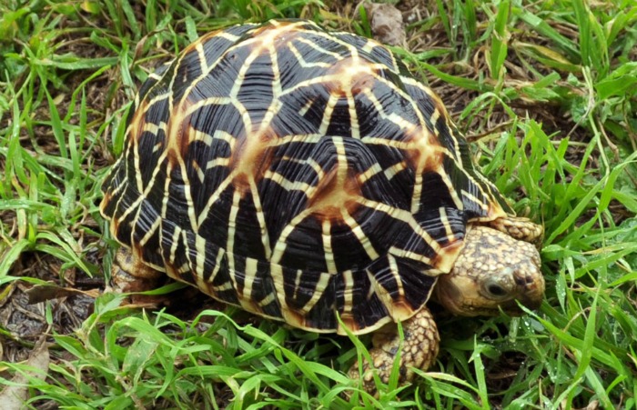 19-Year-Old Uttarakhand Boy Tries To Sell Indian Roofed Turtles On OLX ...