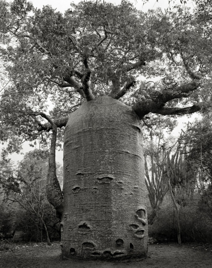 15 Of The Oldest Trees In The World, Captured In All Their Timeless