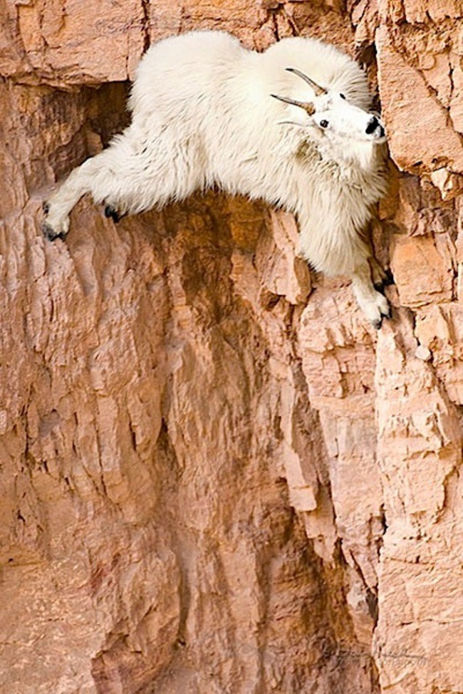 how-do-mountain-goats-survive-mudfooted