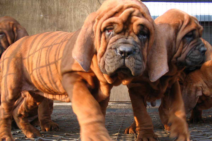 Costly Dog Breeds In India Costly Dog Breeds In India