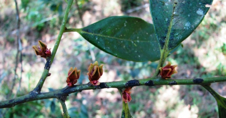 The Nilgiris' Agasthyamala Biosphere Is Proof That Not All Forests Are ...