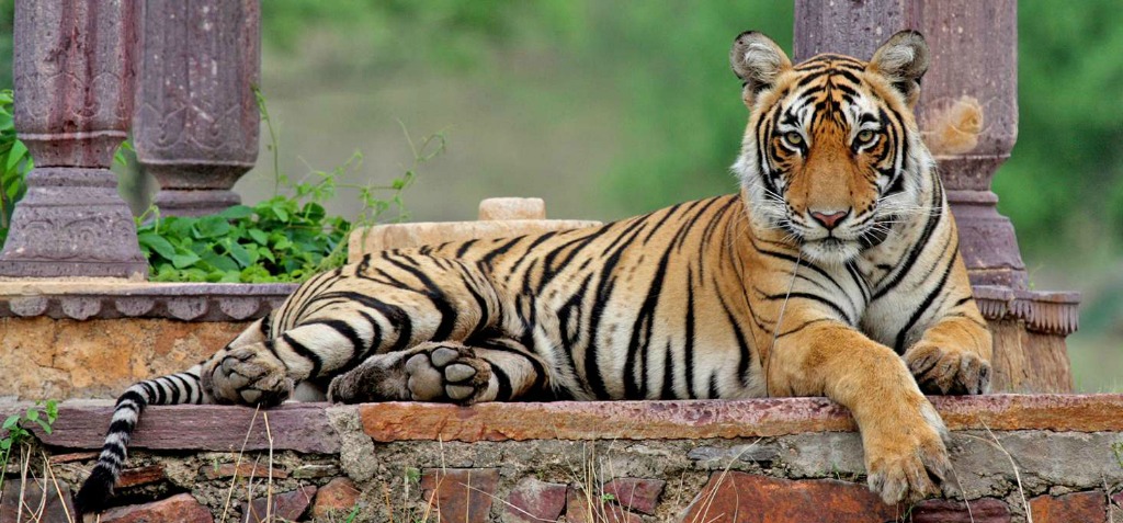 The Worlds Most Photographed Tigress Machli Of Ranthambore Turned 20 