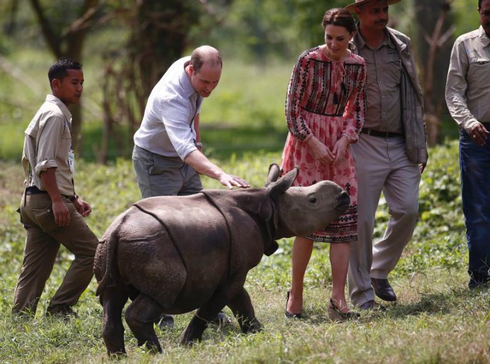 Rhino Poaching In Assam Is A Major Problem And The Assamese Youth Want ...