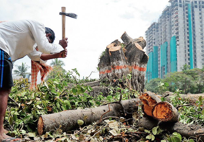 Image result for cutting down of 171 Trees at Bengaluru?