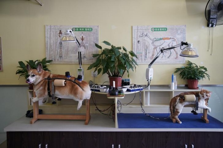 Acupuncture For Cats And Dogs