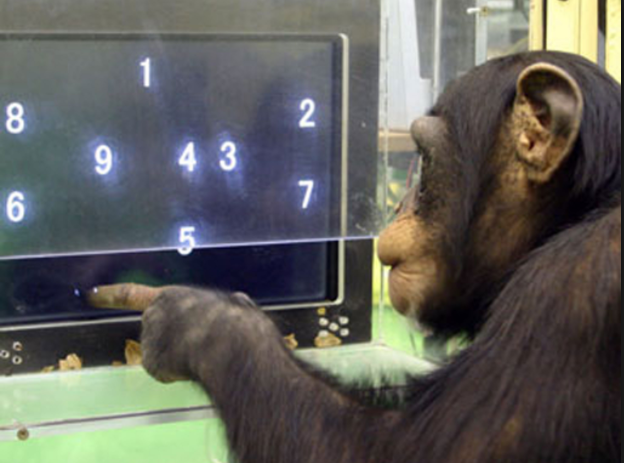 7 Primates Who Mastered The Great Ape Language, Communicated With