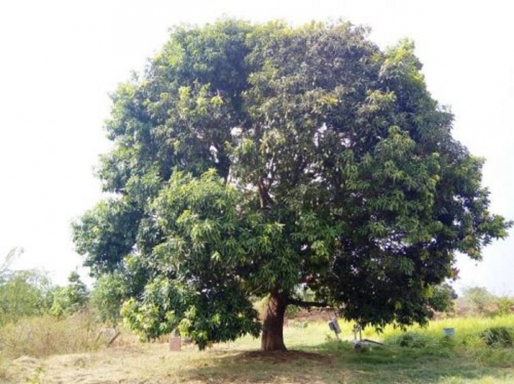 An EngineerTurnedFarmer Grew 51 Types Of Mangoes On One Tree To Save