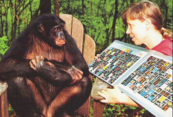 7 Primates Who Mastered The Great Ape Language Communicated With