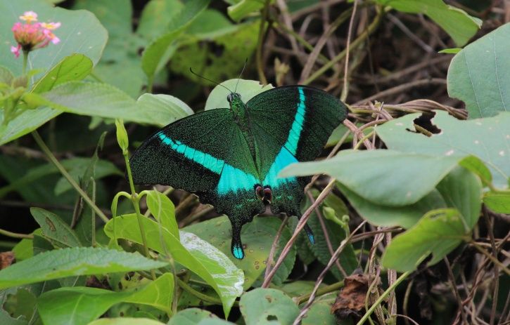 Adding 3 More Species To The List, Uttarakhand Aims To Be The ...