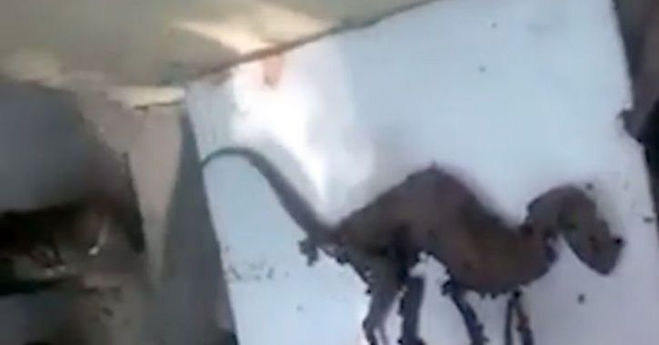 dinosaur found india uttarakhand 