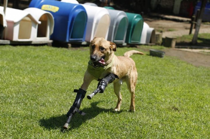 These 12 Photos Of Animals In Prosthetics Will Warn Your Heart