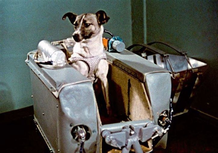 60 Years Ago Today, Laika Became The First Dog To Enter Space Onboard Sputnik 2. This Is How.