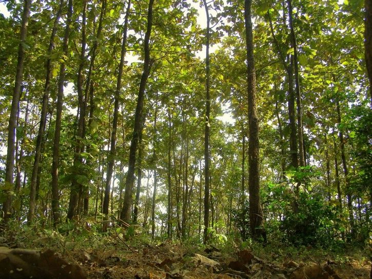 The Decrease Of Forest Cover And Forest