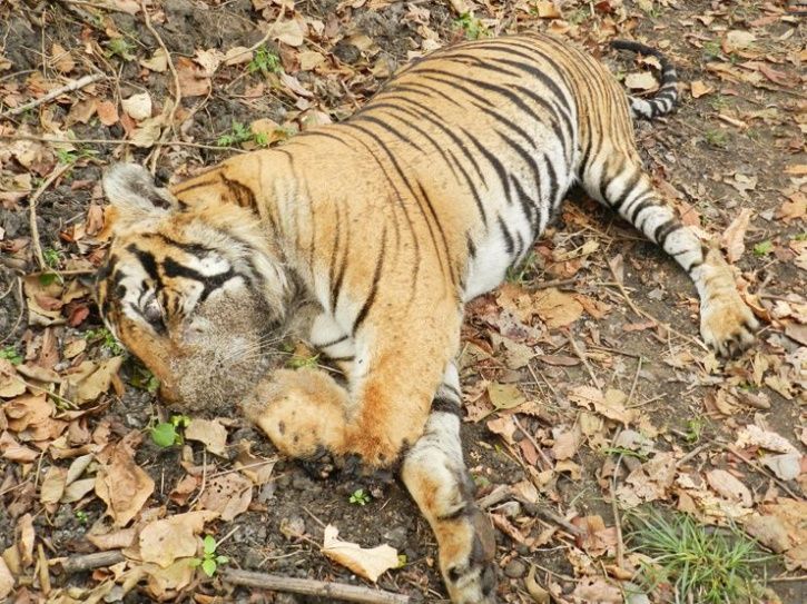 33 Tigers Have Been Killed In Last One Year In MP, Is The Govt