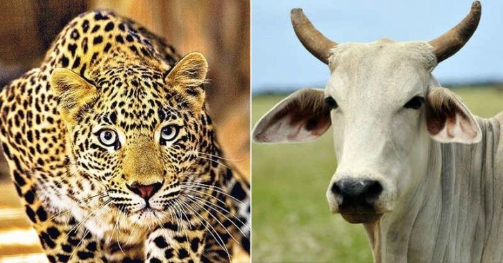 Leopard Attacked By Cow