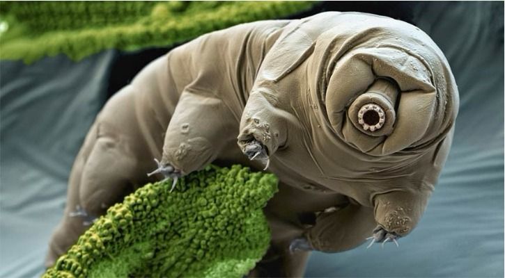 Japanese Researcher Discovers A New 'Water Bear' Life Form In His ...