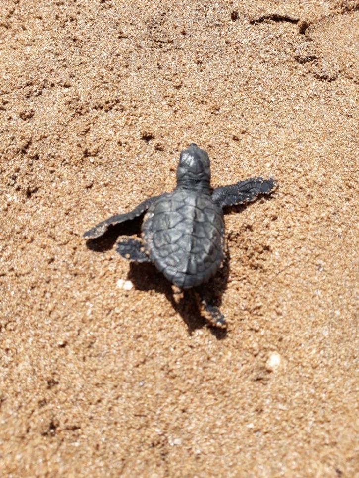 In A Miracle Comeback, Olive Ridley Turtles Return To Mumbai's Versova ...