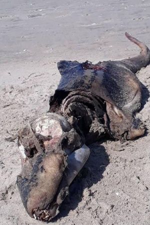 11 Of The World's Most Dangerous Special Forces - Indiatimes.com 11 Of The World's Most Dangerous Special Forces - Indiatimes.com