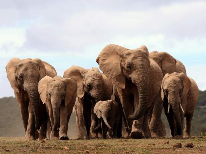 Elephants now evolve without tusks after centuries of ivory hunt