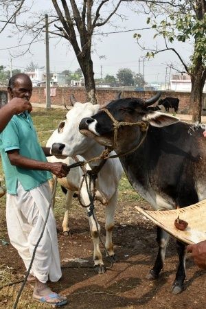 There's Now A Fitness Tracker Only For Cows, Allowing You ...