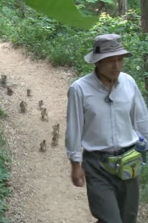 ducking pets pet ducklings