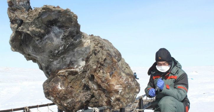 Siberian image of the time leftover animal remains of permafrost