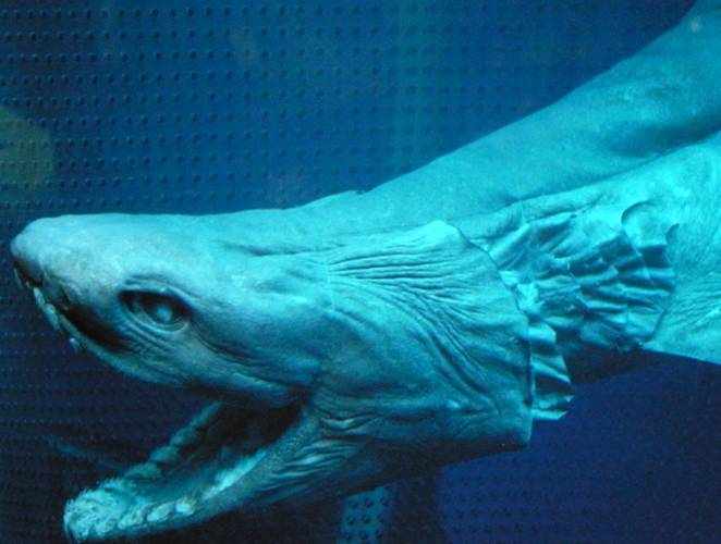 https://media.indiatimes.in/media/content/itimes/blog/2014/Jun/21/1403334898-frilled-shark.jpg