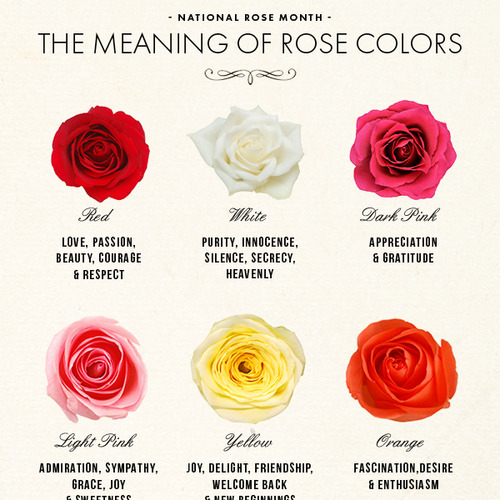 The Meaning Of Roses - Indiatimes.com