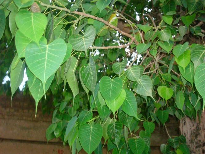 peepal-tree-health-benefits