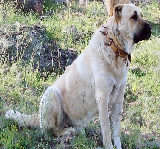 Kangal Dog Ggf - Indiatimes.com