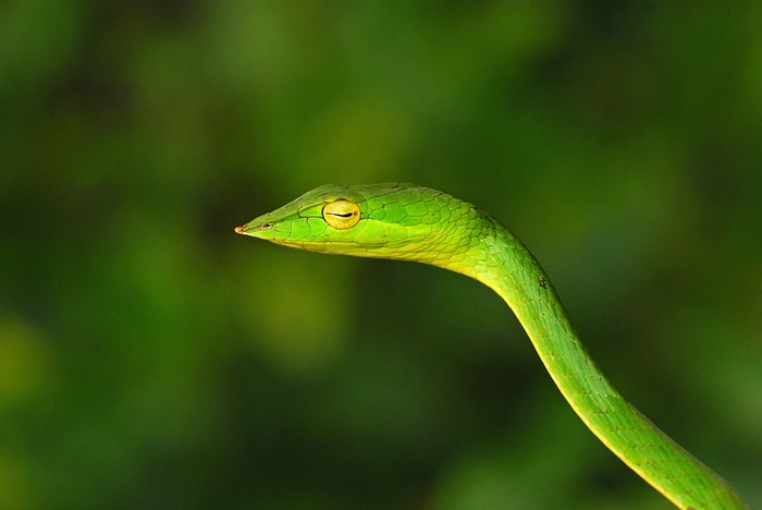 Green Leaf Snake - Indiatimes.com