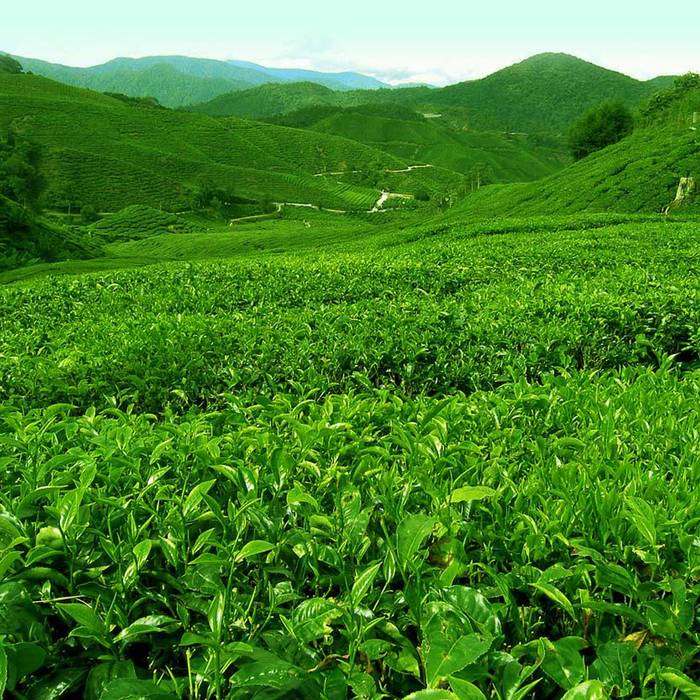 1420451271 munnar tour packages munnar holiday packages munnar tourism