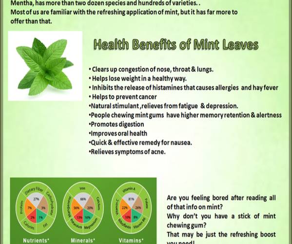 Health Benefits Of Mint Leafs - Indiatimes.com