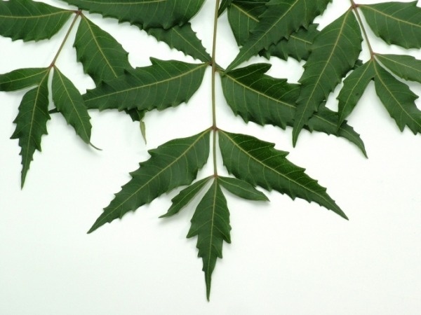 the neem tree explanation the neem tree explanation