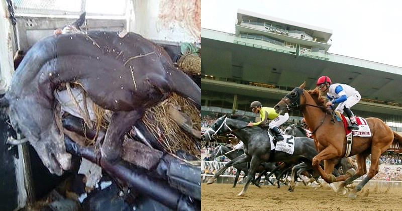 Galloping Horse Meaning In Tamil