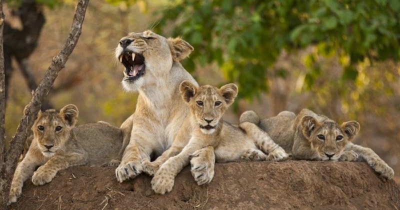 India's Lion Population On The Rise, Over 100 Lionesses Pregnant In