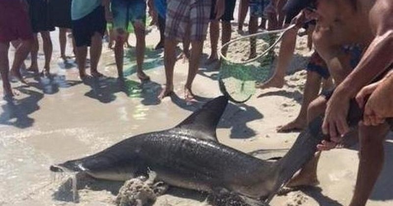 Humanity Hits A New Low A Guy Punched Hammerhead Shark To Death And Then