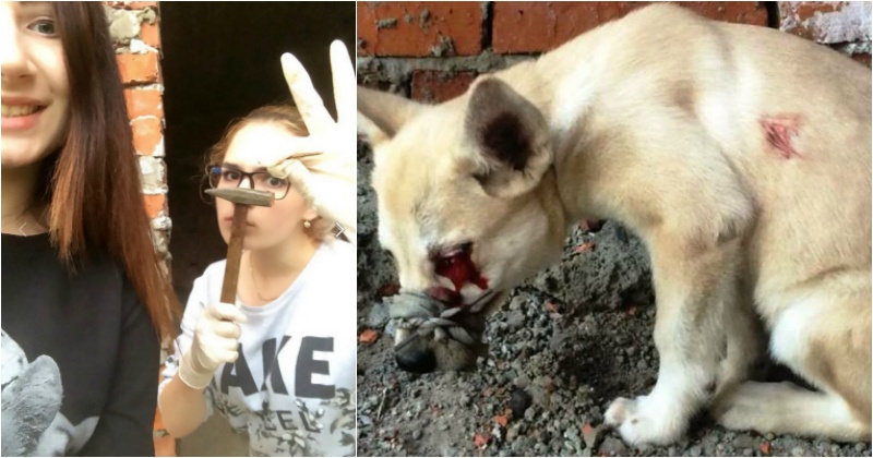 Girls Torture Cats And Dogs For FB Fame, Get Arrested After Petition