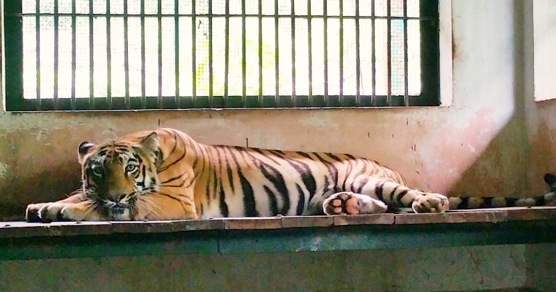 Man-Eating Tiger That Killed Four Finally Captured, Tranquillised And ...