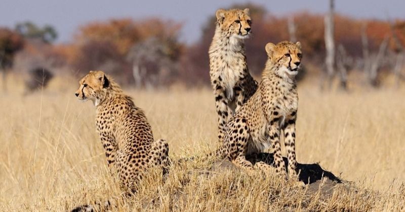 Conservationists Want To Put Cheetahs On The Endangered Species List To ...