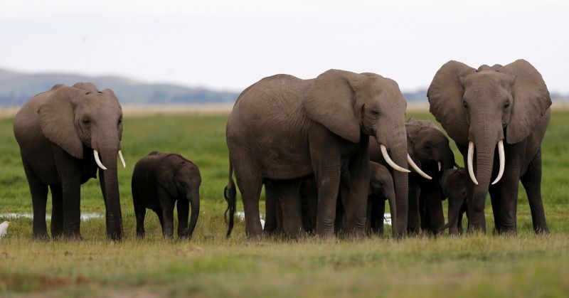 As Wild Elephant Numbers Dwindle Elsewhere Karnataka Wants Family Planning For Jumbos To Control Their Population 335769