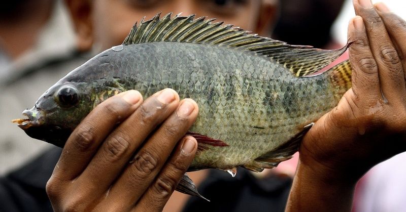 Consuming Fish During The Week Can Guarantee Better Sleep And A Higher IQ