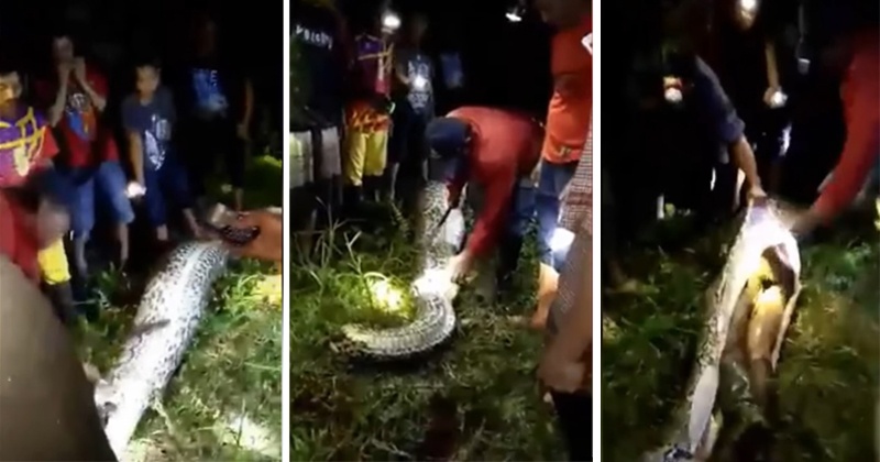 Python Swallows A Man In Indonesia, Villagers Slice Open The Snake To ...
